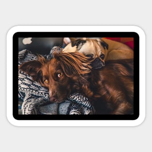 Two dogs cuddled up on blue blanket Sticker